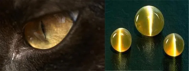 A comparison image of a chrysoberyl cat's eye and a real cat's eye. The left side shows a close-up of a cat's eye, while the right side shows a perfectly cut chrysoberyl gemstone. Both display a clear and brilliant band of light, highlighting the visual similarity between them.