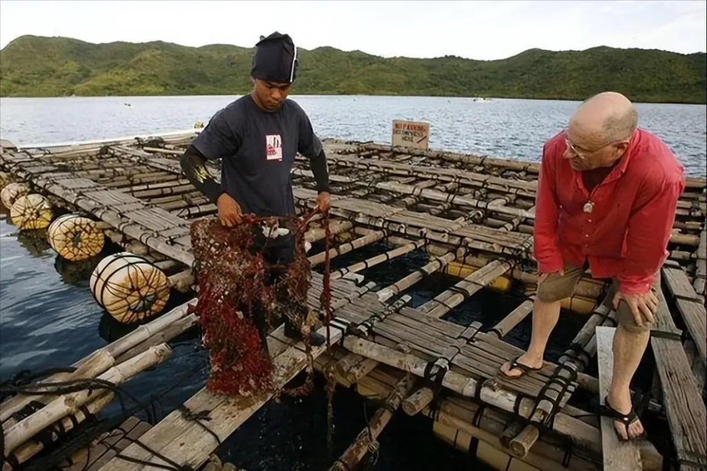 South Sea Golden Pearl farm in Indonesia showing pearl oysters and cultivation environment
