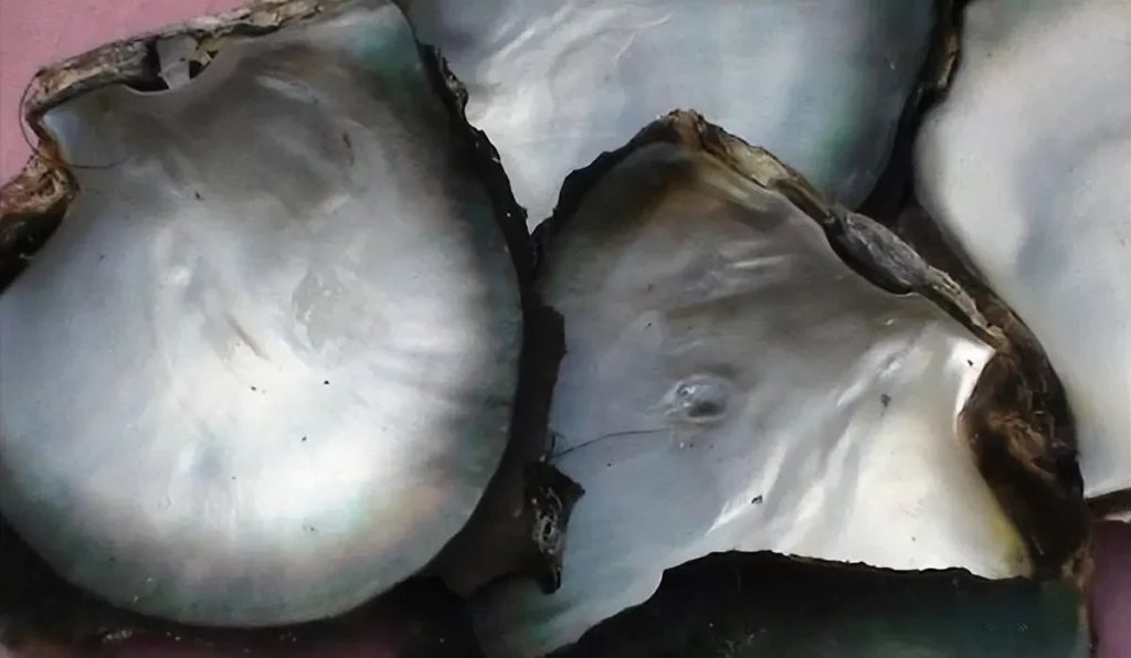 Silver-lipped Pinctada Maxima oyster producing Australian White Pearls
