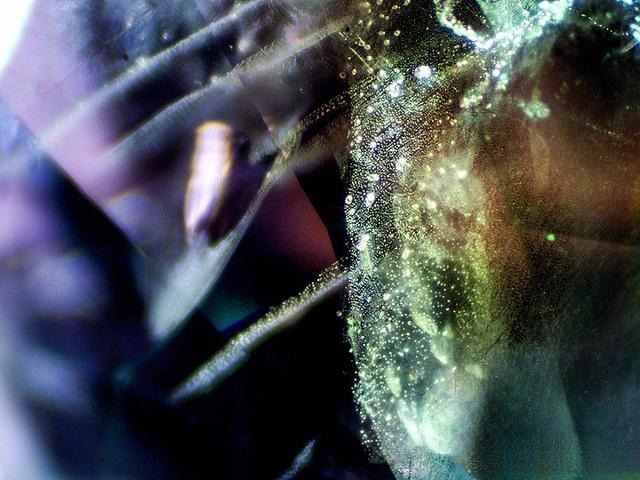 Shining light through a Vietnam Pink Sapphire reveals numerous small dot-like liquid and gas inclusions covering the entire crystal