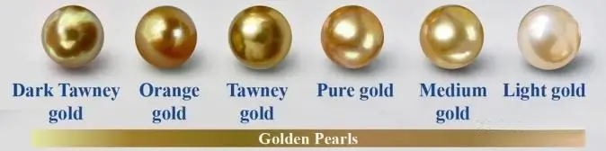 South Sea Golden Pearls showing different shades and luster, from Dark Trwney gold to Light gold