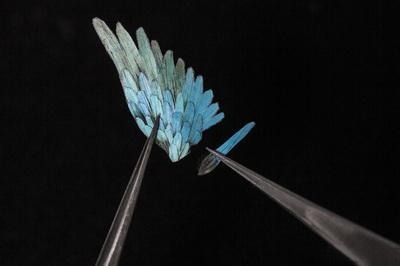 Feathers used as a delicate material in wood marquetry in watchmaking for luxury watch dials