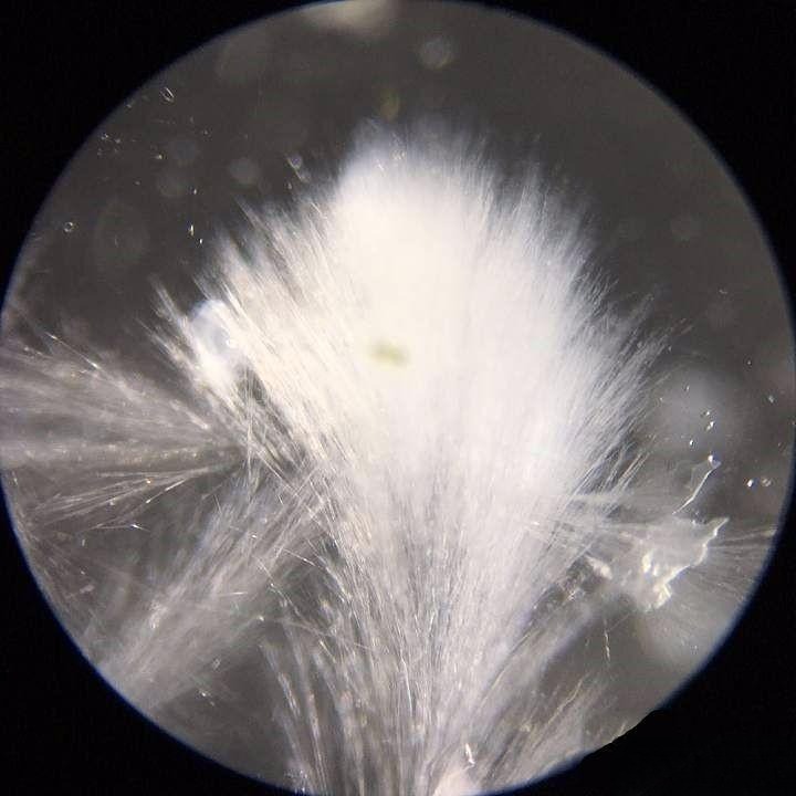 Microscopic view of fibrous calcite floating like delicate feathers inside clear quartz