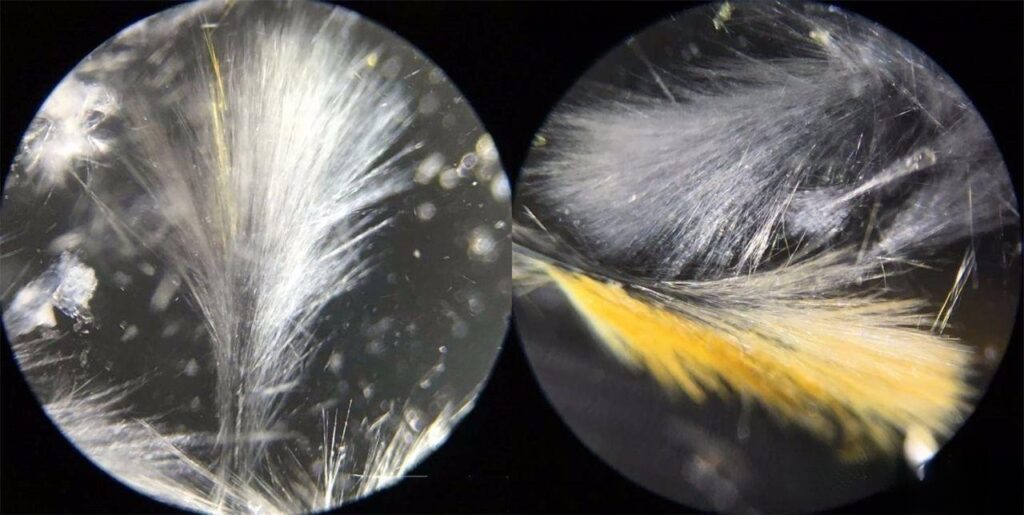 Microscopic view of fibrous calcite from multiple angles, floating like delicate feathers inside clear quartz