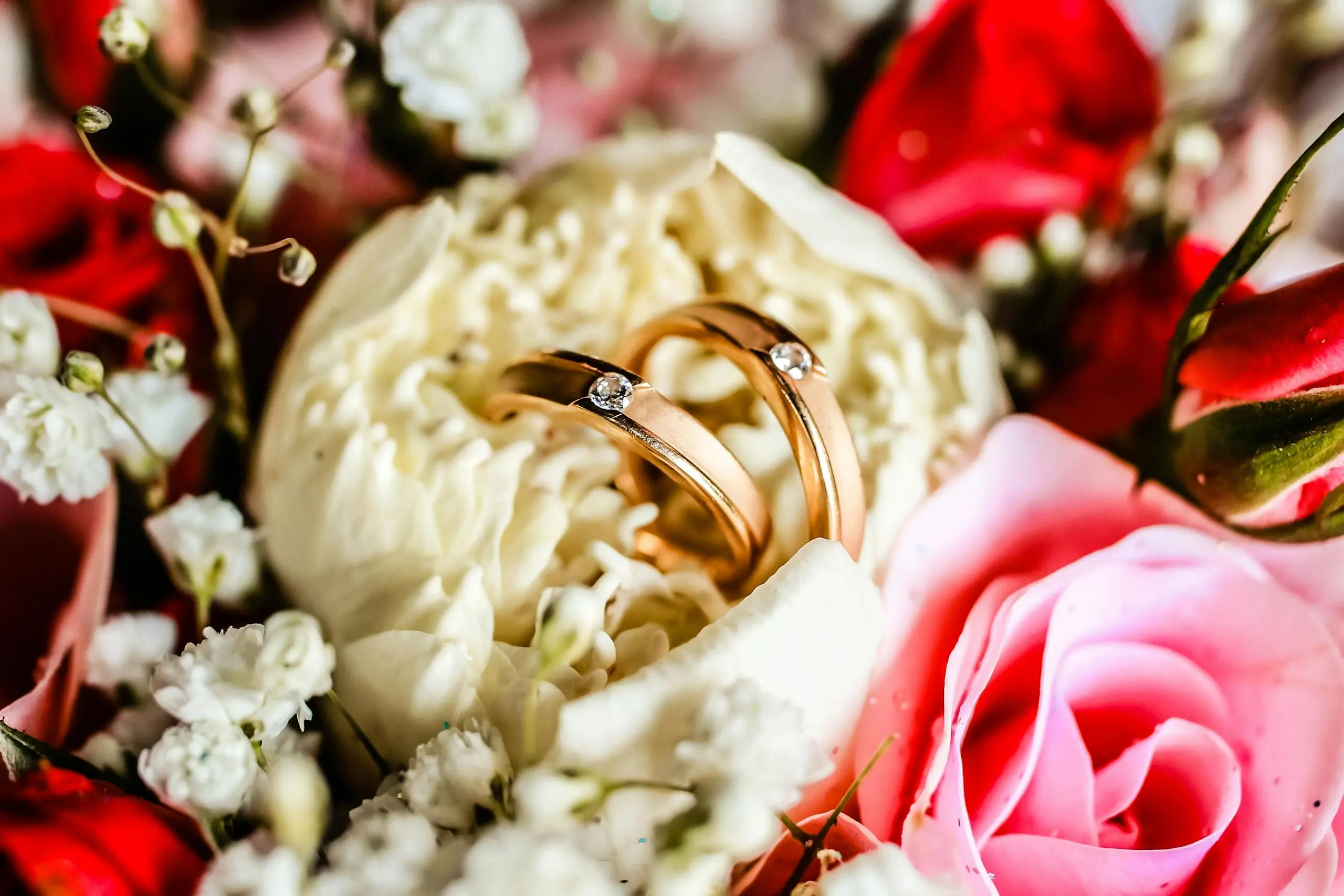 Close-up of gold wedding rings nestled in colorful rose petals, symbolizing love and marriage