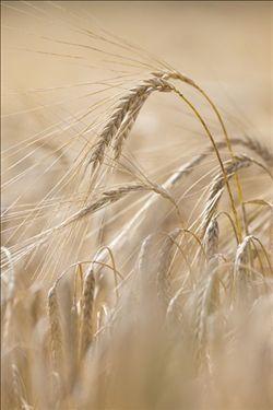Straw used in watchmaking, showing its natural sheen and texture.