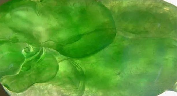 Quartzite Mica Inclusions - Green color sourced from chromium-rich mica distributed between quartz grains, creating unique green inclusions.
