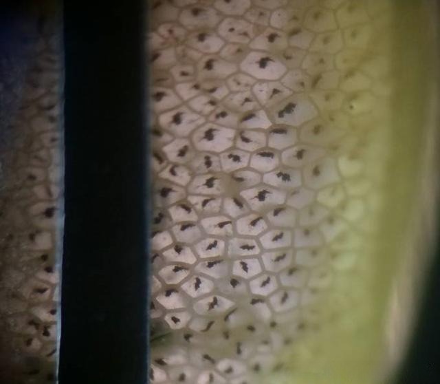 Under magnification, synthetic cat’s eye shows honeycomb or hexagonal fibrous patterns aligned perpendicular to the chatoyant band.