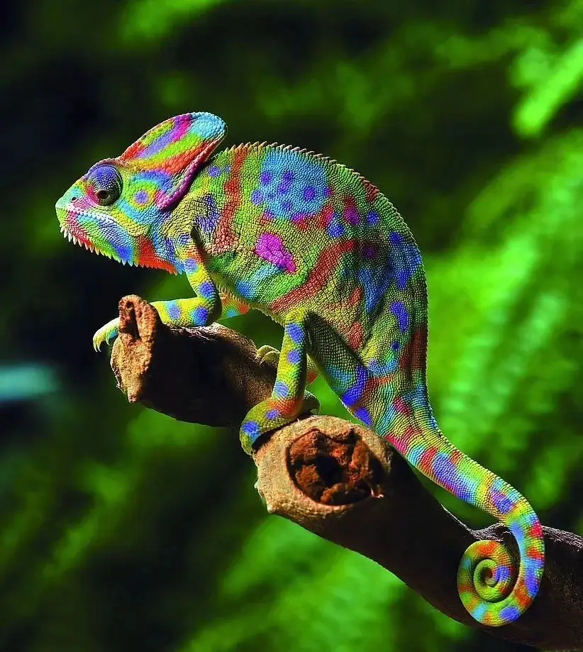 A vibrant chameleon climbing on a branch, illustrating the concept of dramatic color change and transformation.