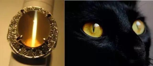 Chrysoberyl Cat’s Eye ring displayed next to a cat’s eye, highlighting the gemstone’s golden-green color and luminous eye line.
