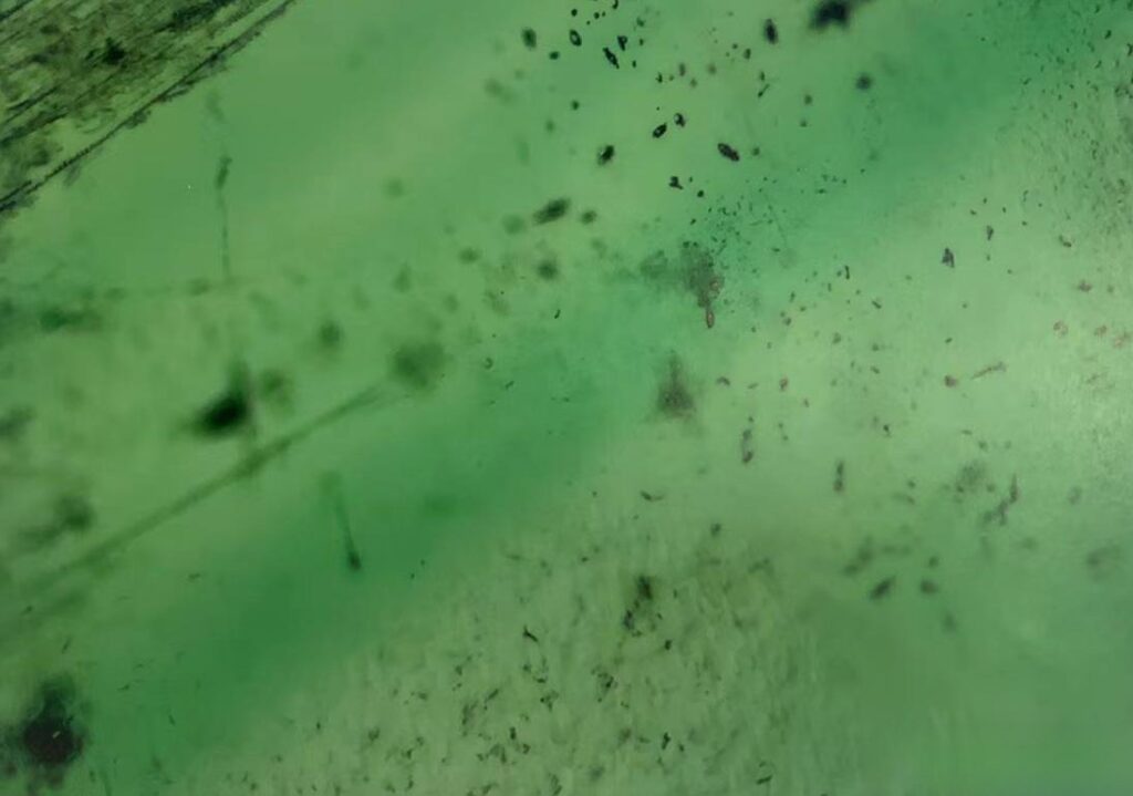 Russian gemstone emerald from the Ural Mountains showing color zoning with varying green intensity.