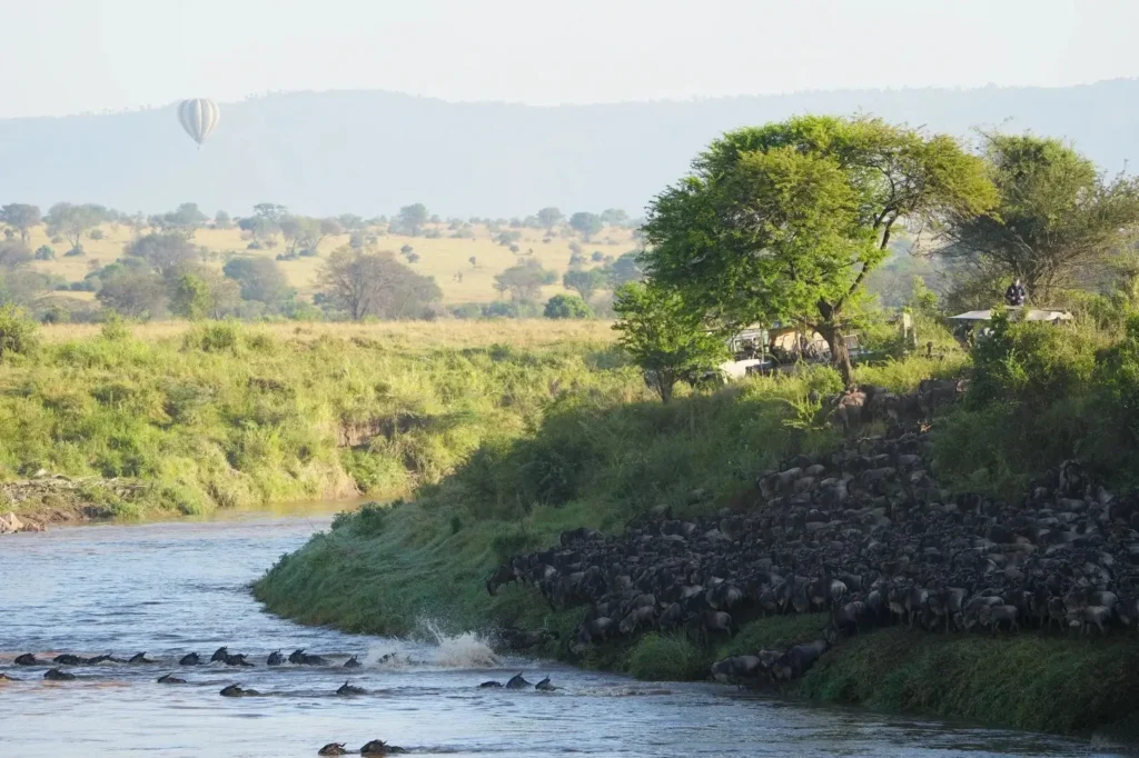 A large herd of wildebeest crossing the Mara River in Tanzania during the Great Migration.
