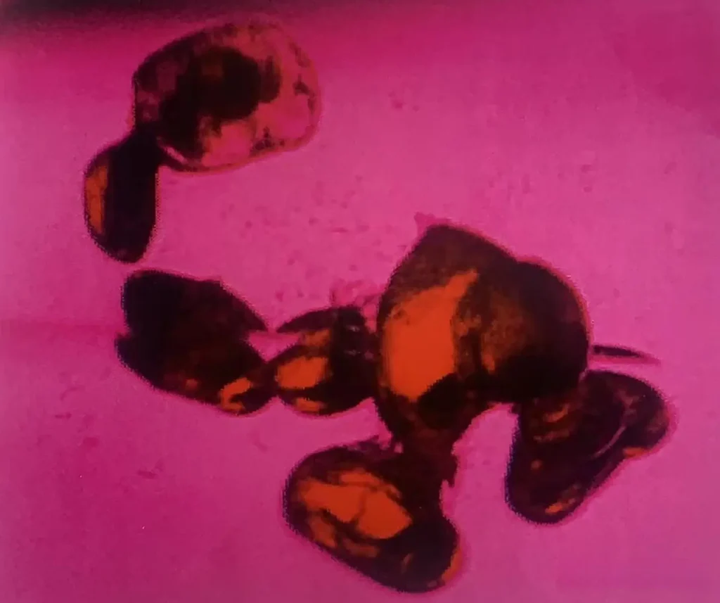 Diverse mineral inclusions like spinel and zircon within a Morogoro ruby from Tanzania.