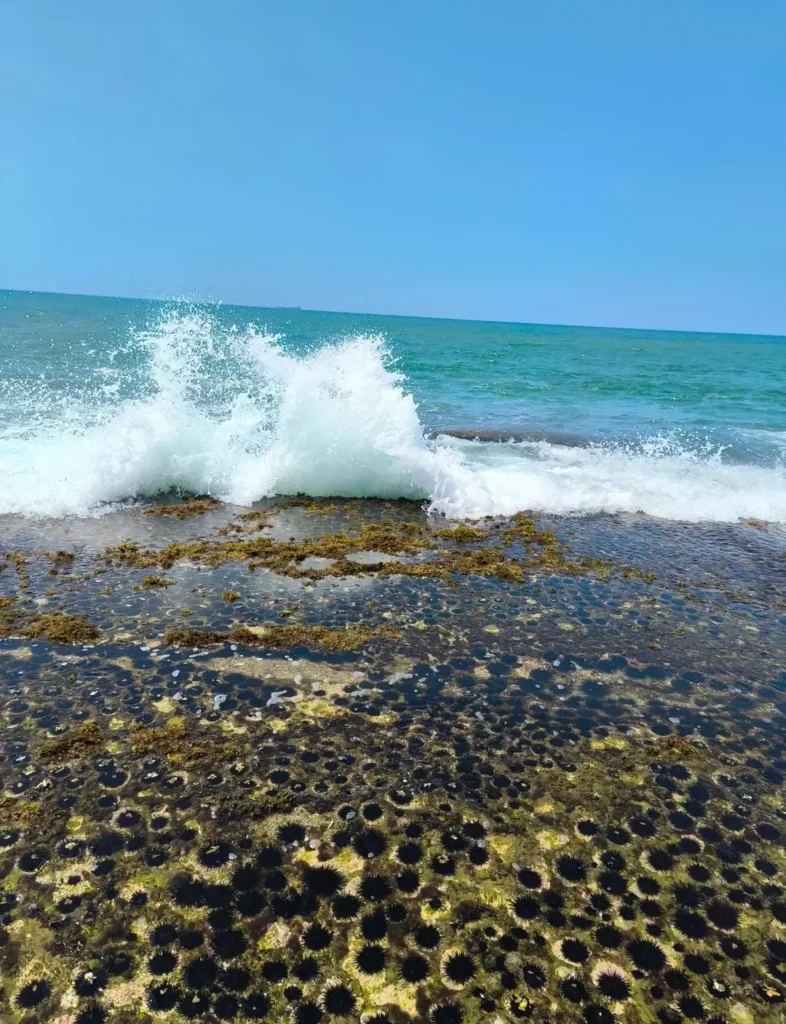 Black sea urchins clustered in crystal-clear shallow ocean water over a sandy Sri Lankan seabed.