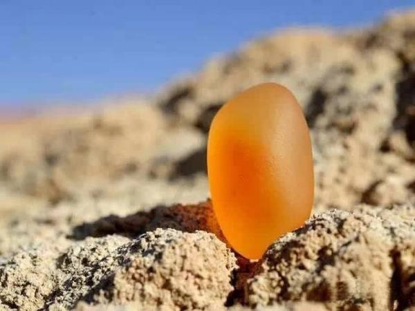 A vivid yellow Jinsi jade stone standing on the Gobi Desert under bright sunlight.