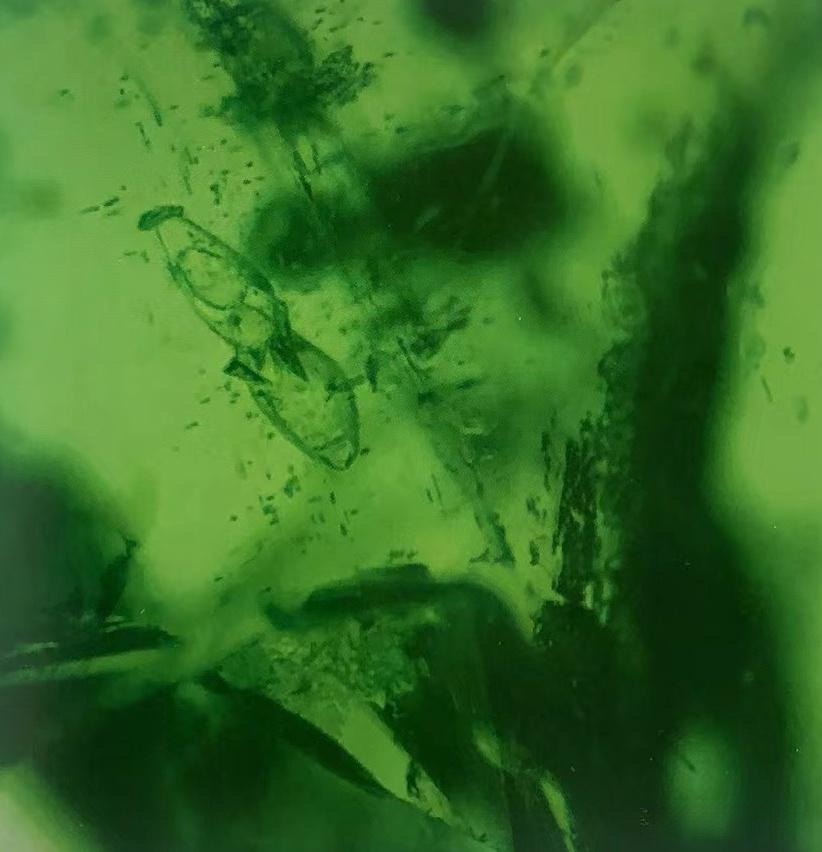 Rounded quartz crystals as internal inclusions within a Tanzanian emerald specimen.