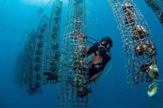 A worker inspecting pearl oysters in the pristine coastal waters of a Western Australian farm.