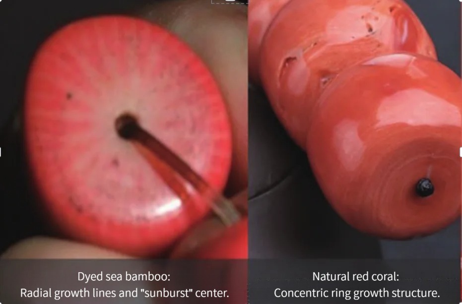 Comparison: Dyed sea bamboo radial sunburst vs. natural red coral concentric growth rings.