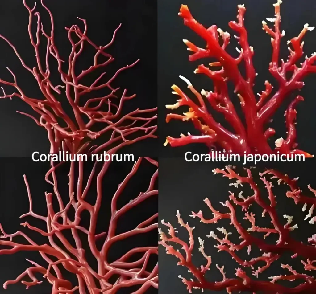 Side-by-side comparison of Mediterranean Corallium rubrum and Japanese Corallium japonicum coral specimens.