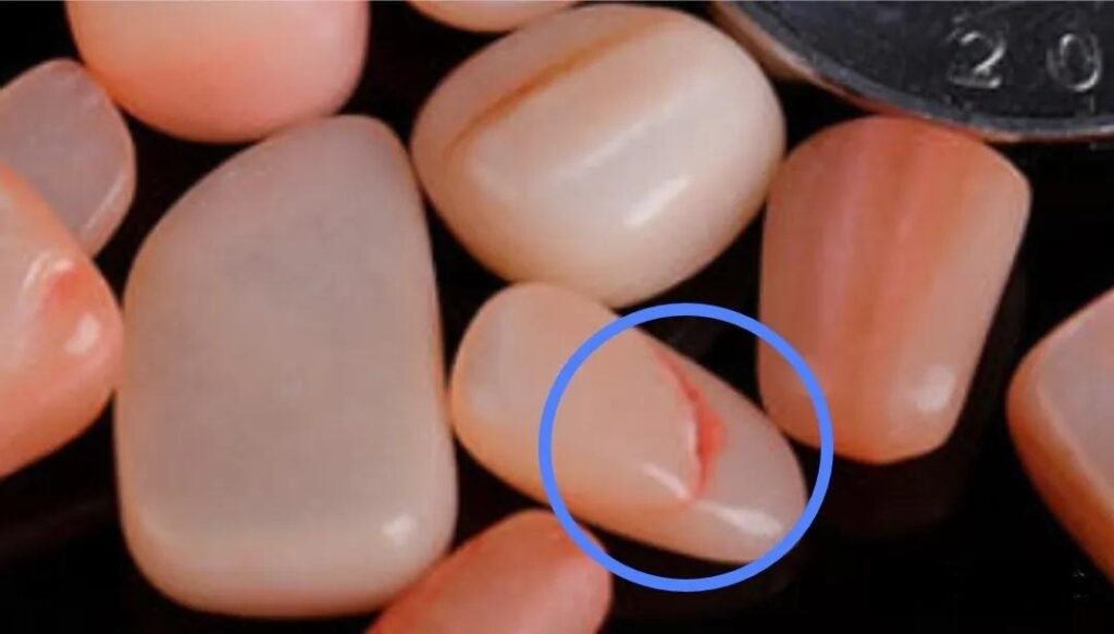 Microscopic view of dyed shell showing unnatural color accumulation within its layered structure.