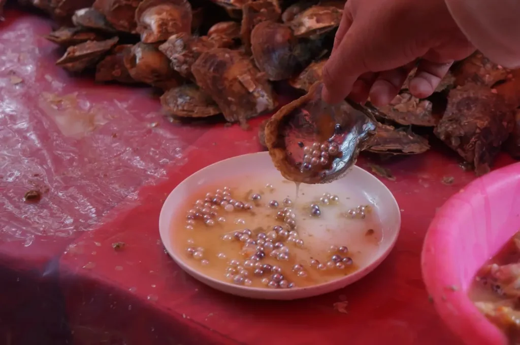 Skilled hands harvesting natural saltwater Nanzhu from Pinctada fucata oysters.