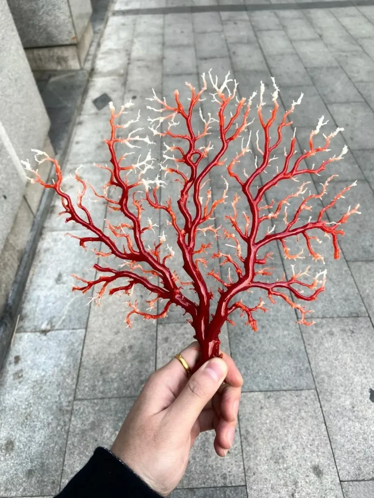 A close-up of a raw, branch-like Japanese Aka red coral specimen.