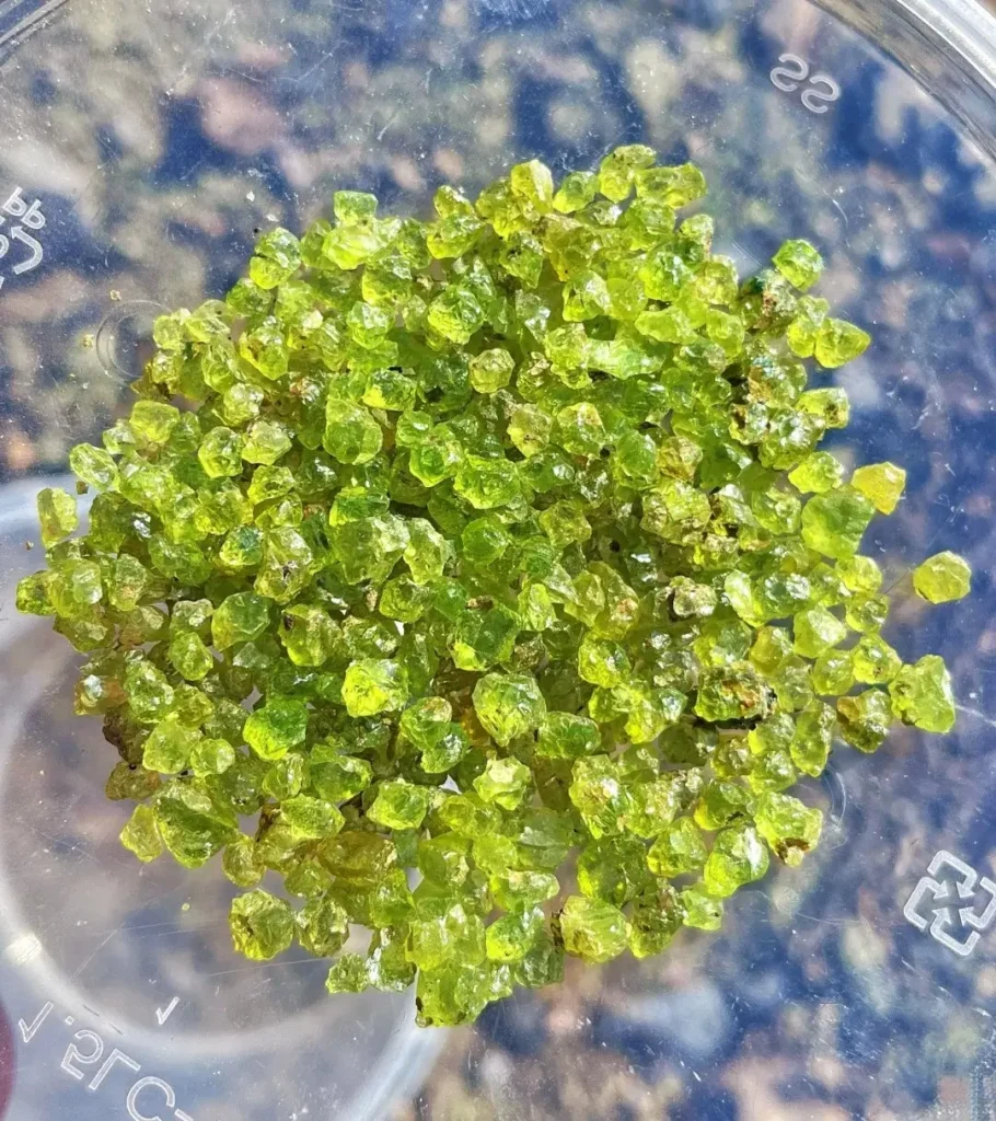 A collection of small, vibrant green raw crystals from Xuanhua held in a palm.