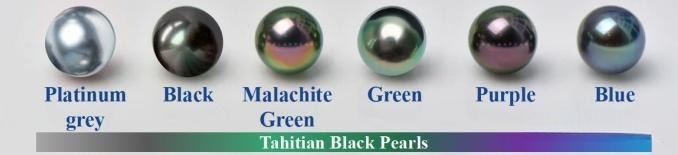 Tahitian pearl color showcasing natural black bodycolor with peacock green and aubergine overtones.
