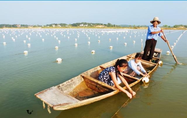 Pearl cultivation workers operating from a small wooden boat on a freshwater pearl farm.
