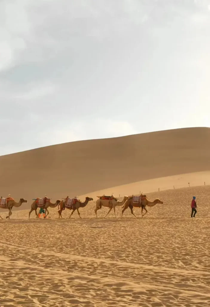 Camel caravan trekking across the golden sand dunes of the Dunhuang desert in Gansu.