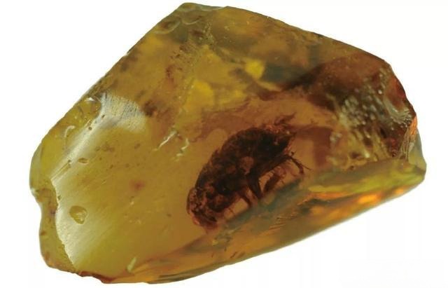 Fushun insect amber from Liaoning containing a well-preserved prehistoric cockroach specimen.