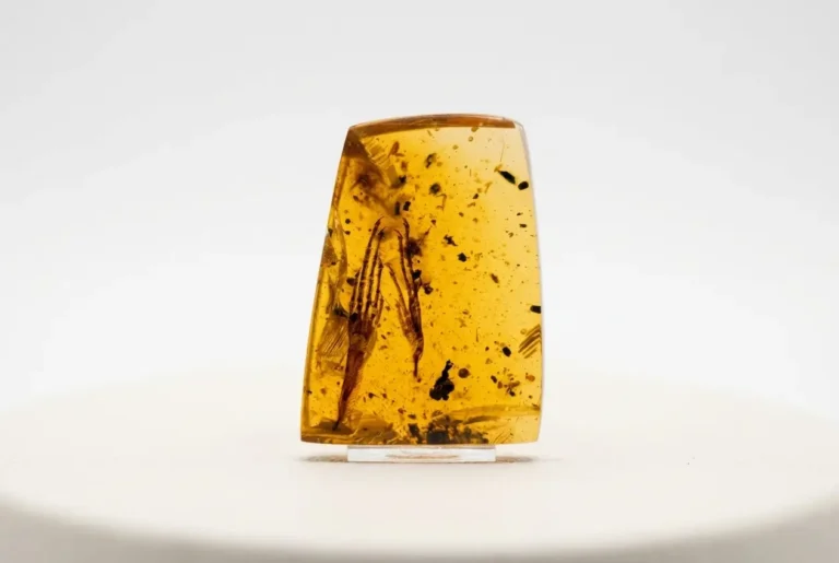 Macro view of a tiny Fushun amber specimen containing a pair of prehistoric insect claws from Liaoning, China.
