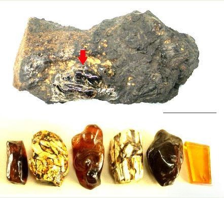A classification chart of Liaoning amber showing Bloody, Transparent, Variegated, and Insect varieties.