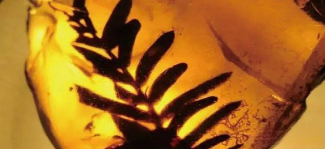 Fushun amber specimen from Liaoning containing well-preserved prehistoric plant inclusions.