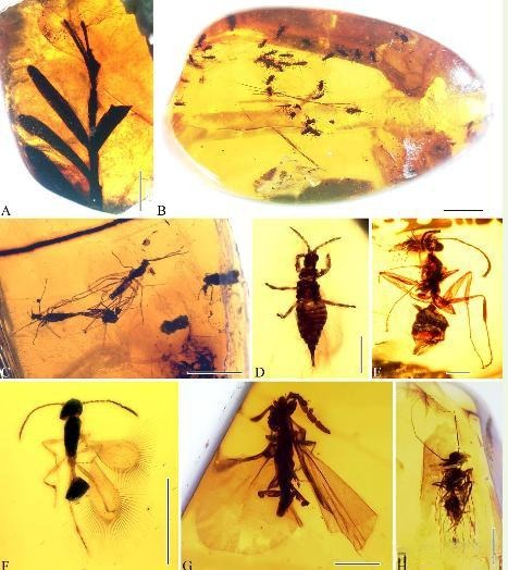 A collection of Fushun insect amber from Liaoning, featuring prehistoric gnats and bees in resin.