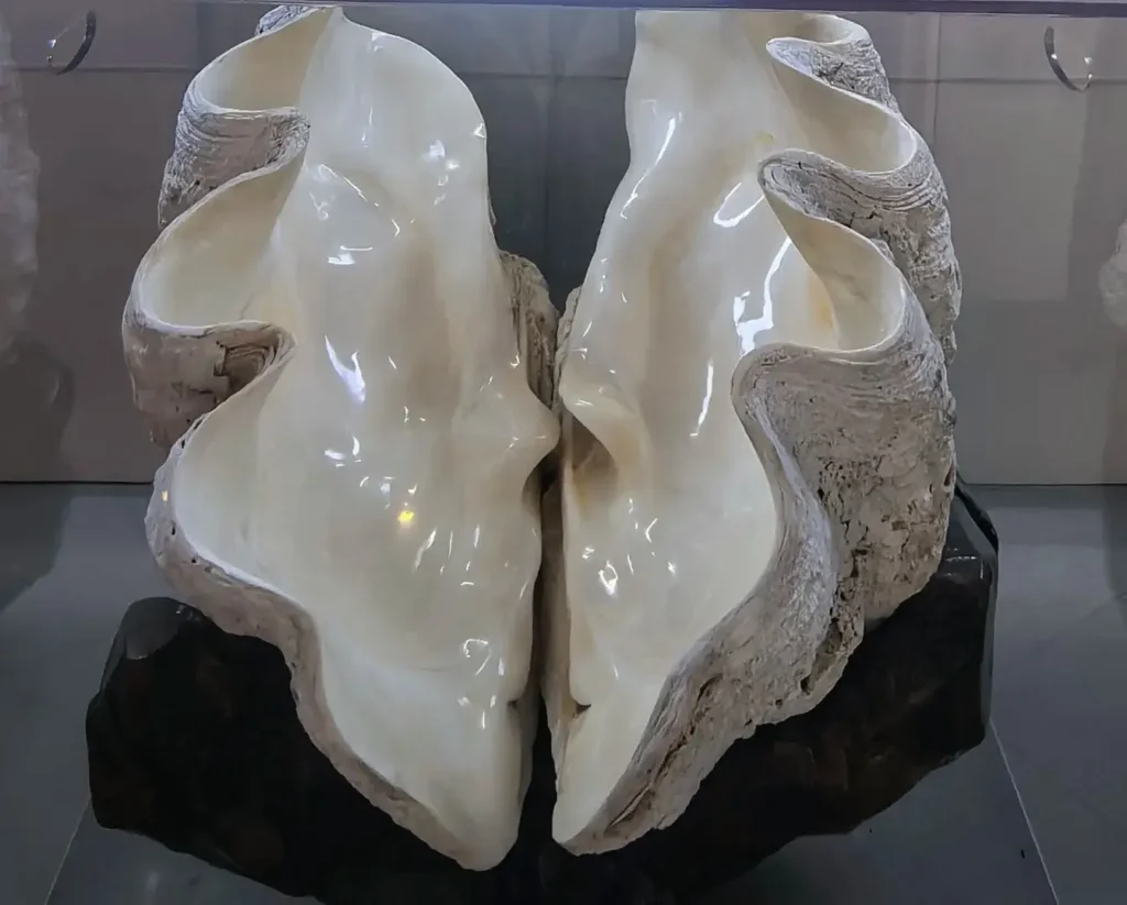 Large white giant clam shell displayed at the Sanya Museum, featuring a smooth and lustrous surface.