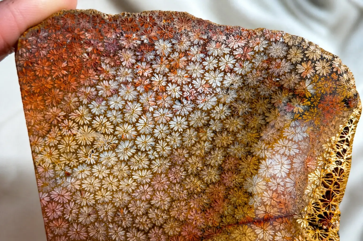 Natural unheated Coral Jade slab featuring colorful 3D maple-leaf-like fossil patterns from Shaanxi.