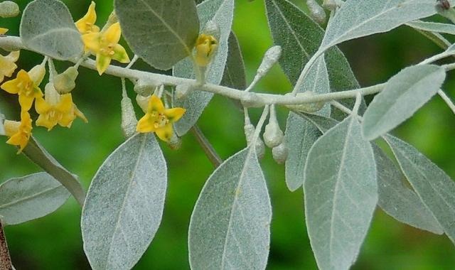 Close-up of an oleaster branch with silvery-green leaves and fine dust-like scales.