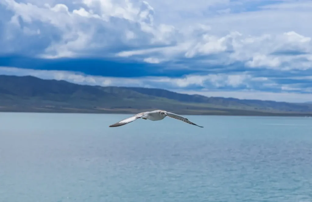 Sunny Qinghai Lake with blue sky, white clouds, sparkling water, and a bird flying mid-air.