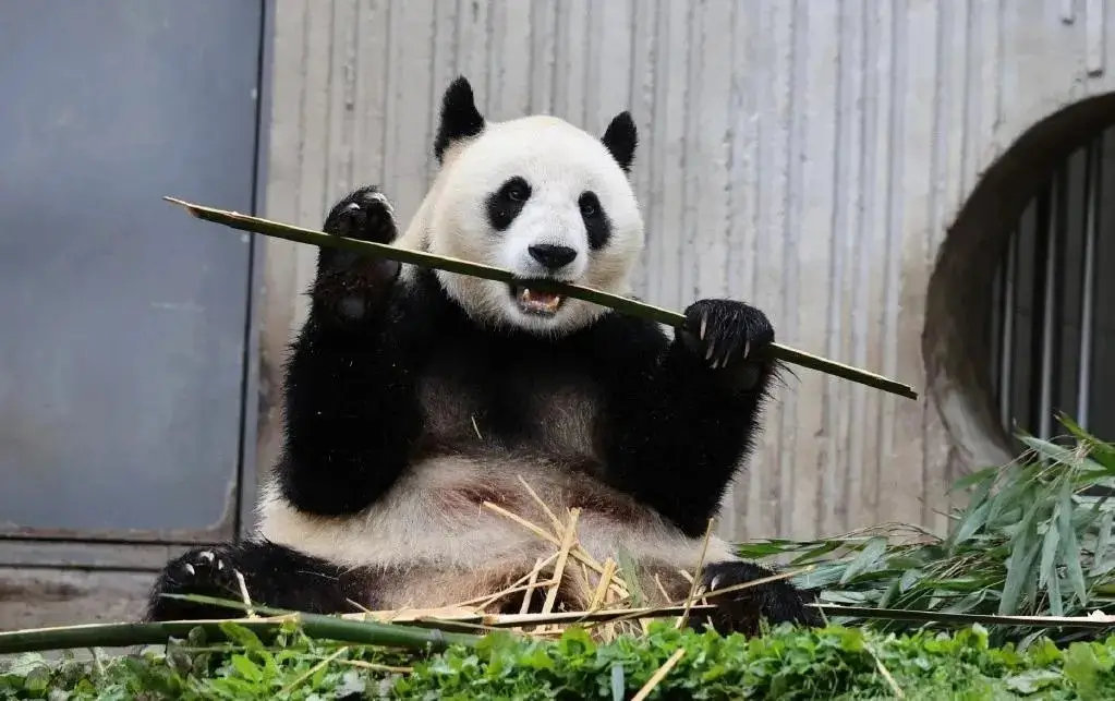 Sichuan national treasure, giant panda Xinxin, sitting and breaking bamboo to eat.