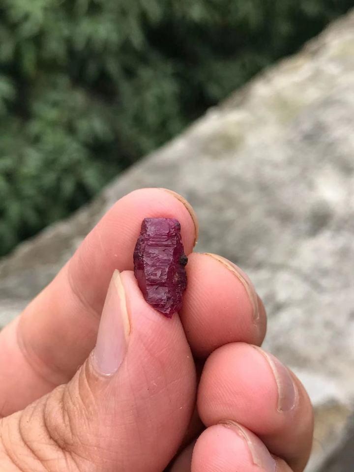 A person holding a raw, deep pinkish-red ruby crystal from Yuanjiang between their fingers.