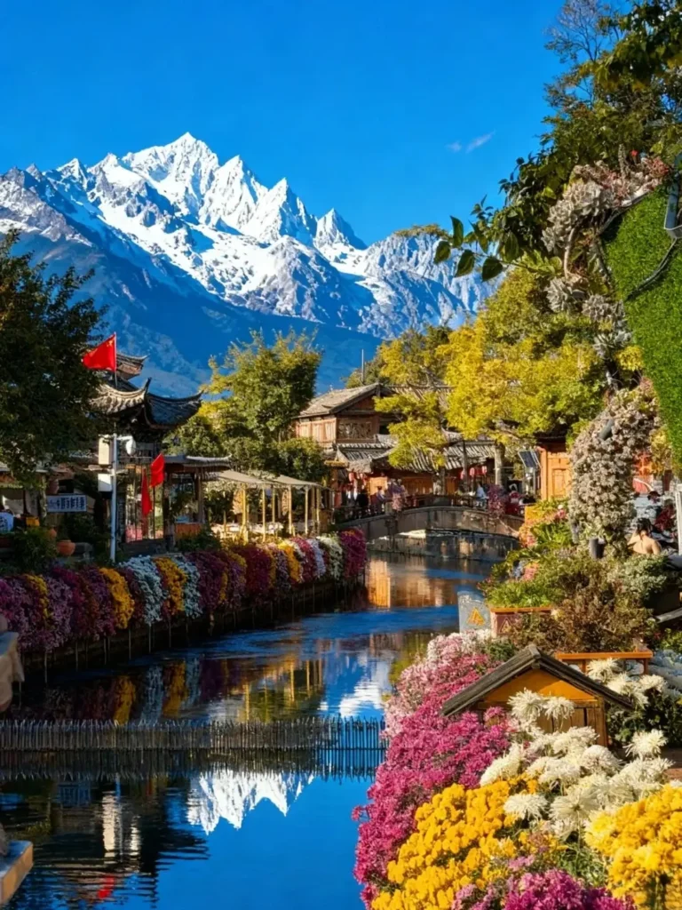 Vibrant chrysanthemums lining a canal in Yunnan Lijiang Old Town with Jade Dragon Snow Mountain background.