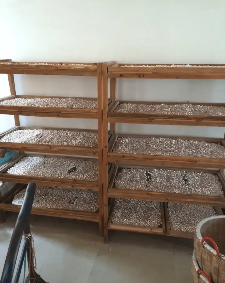 Harvested Edison pearls laid out across multi-tier wooden racks for air-drying indoors.