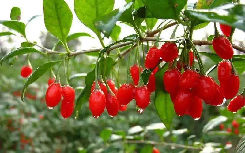 Fresh red goji berries with water droplets hanging from green leafy branches in Ningxia.
