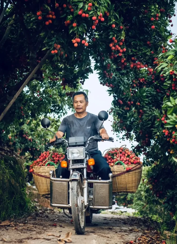 A local farmer navigates his motorcycle through a lush orchard, transporting a heavy harvest of fresh Guangxi lychees.
