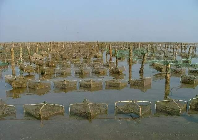 Rows of pearl oyster cages floating in the shallow coastal waters of Guangxi Hepu.