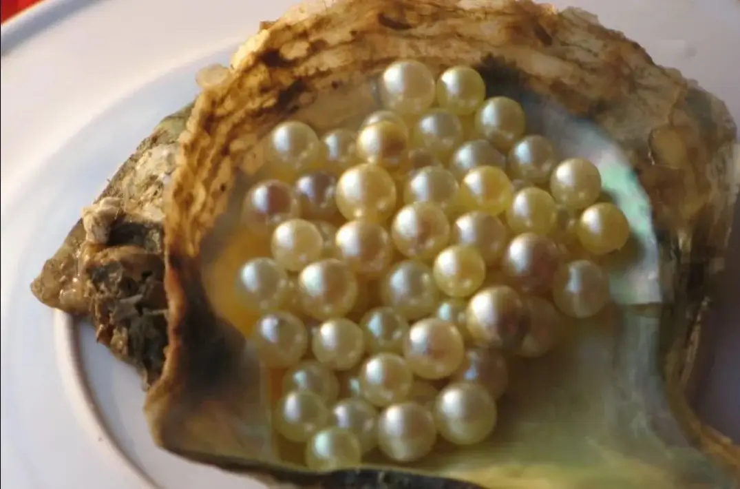A collection of round, lustrous pearls resting inside an open oyster shell.