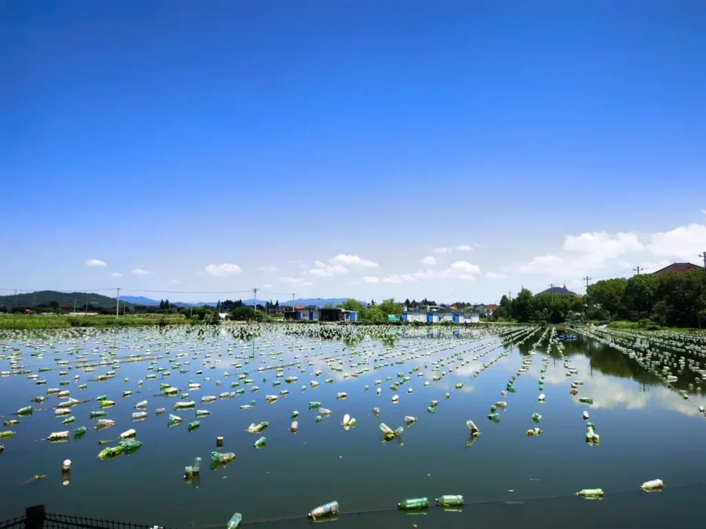 Rows of plastic bottle floats line a vast pearl aquaculture pond under a clear blue sky.