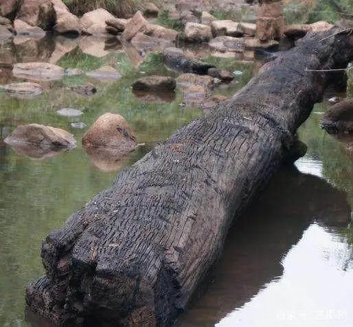 A large, carbonized black bog wood log submerged in a shallow, rocky riverbed environment.