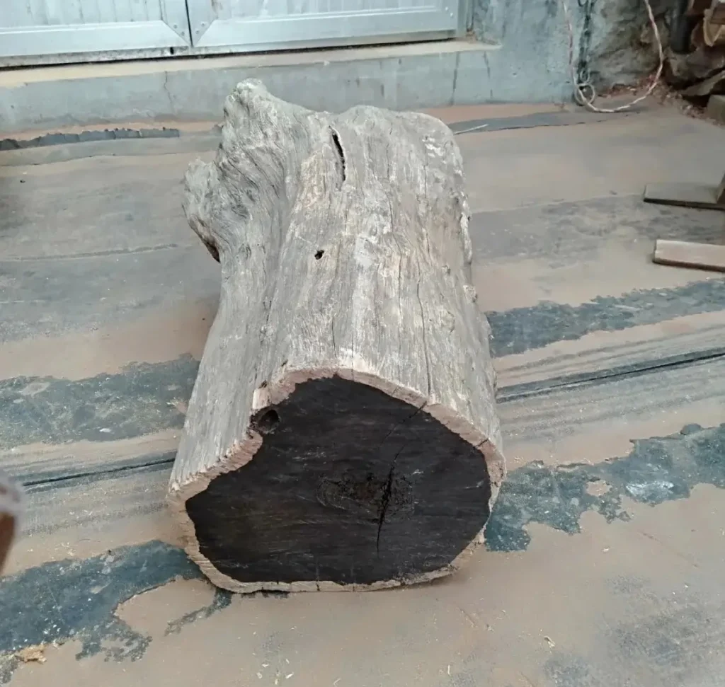 A raw ebony wood log showing a jet-black heartwood sharply contrasted with a light-colored sapwood rim.